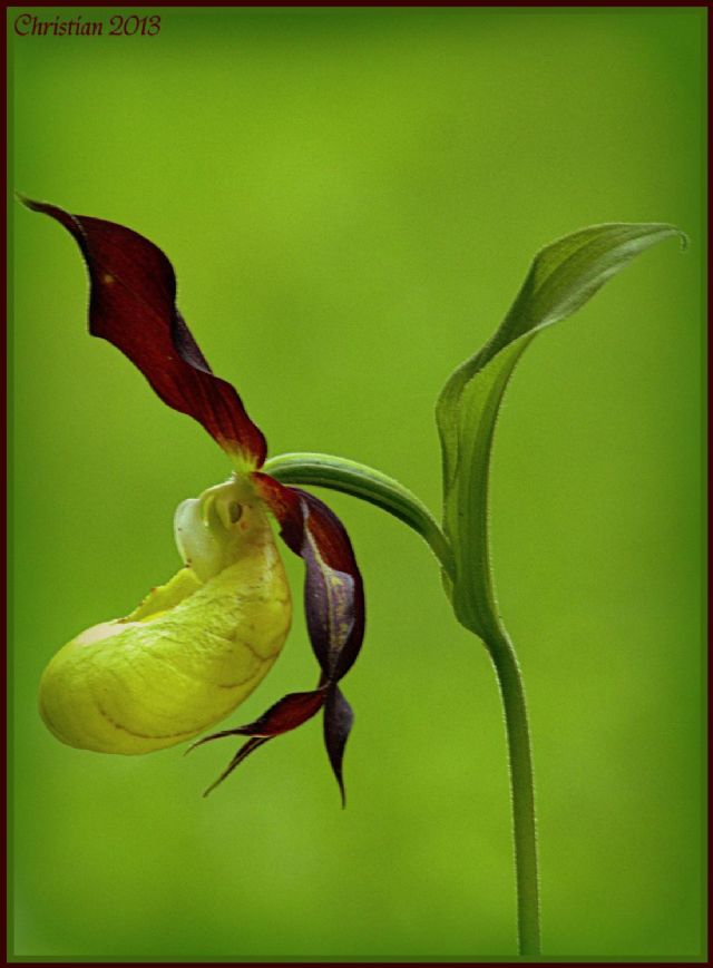 Cypripedium calceolus